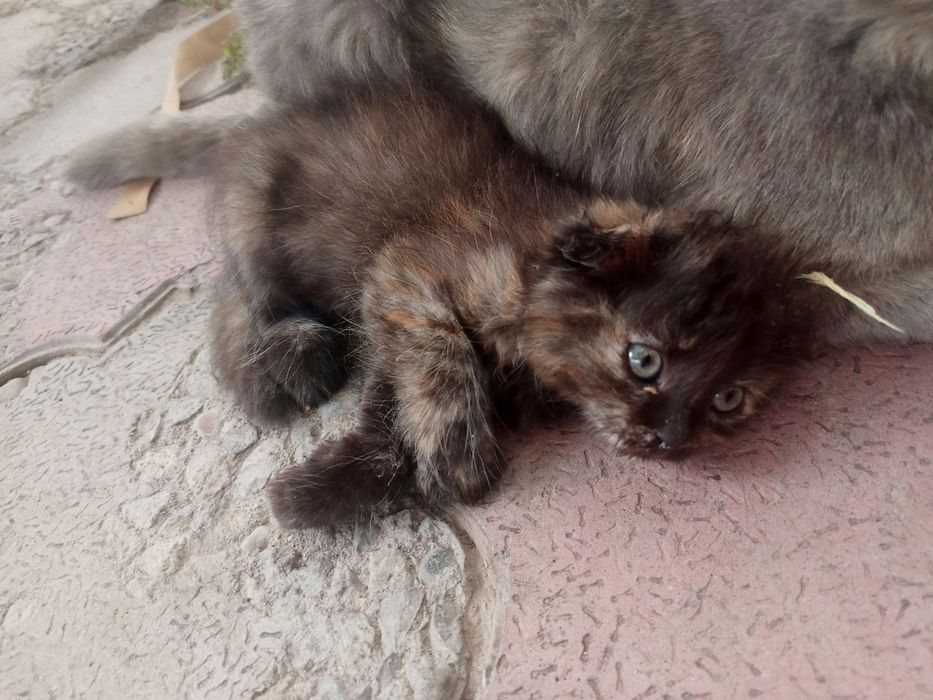 Продаю веслоухих котят