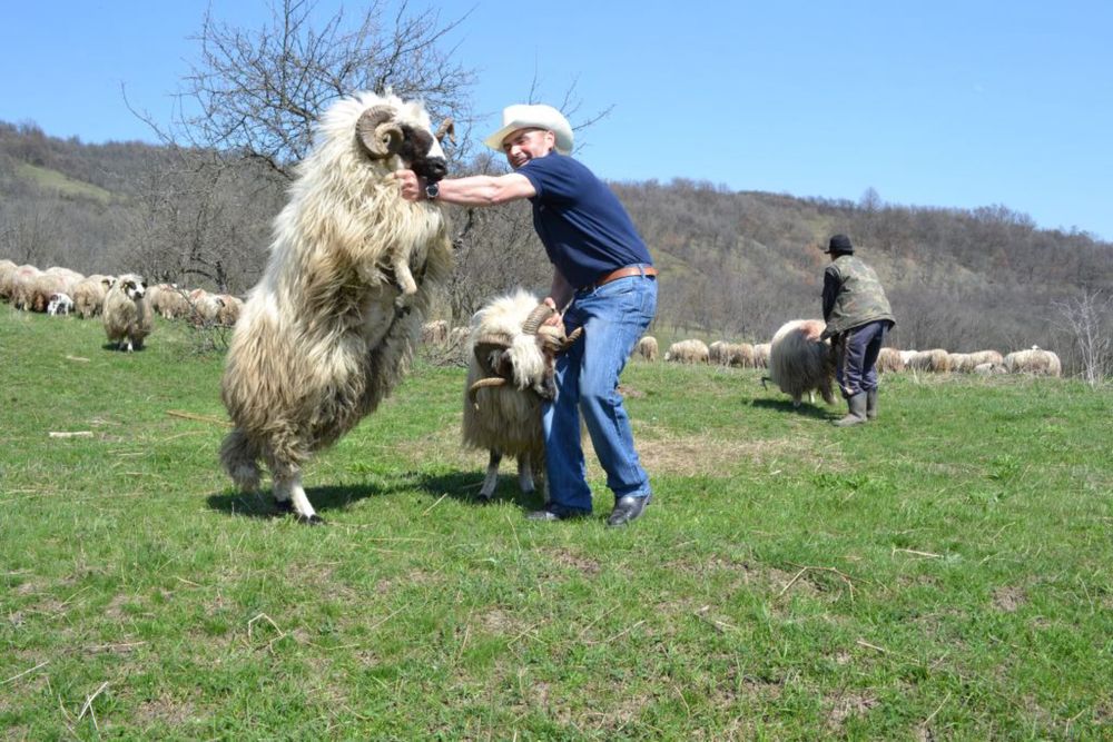 Animal domestic, Corbasca, Rogoaza Bacau Berbec Sufolc 250 lei