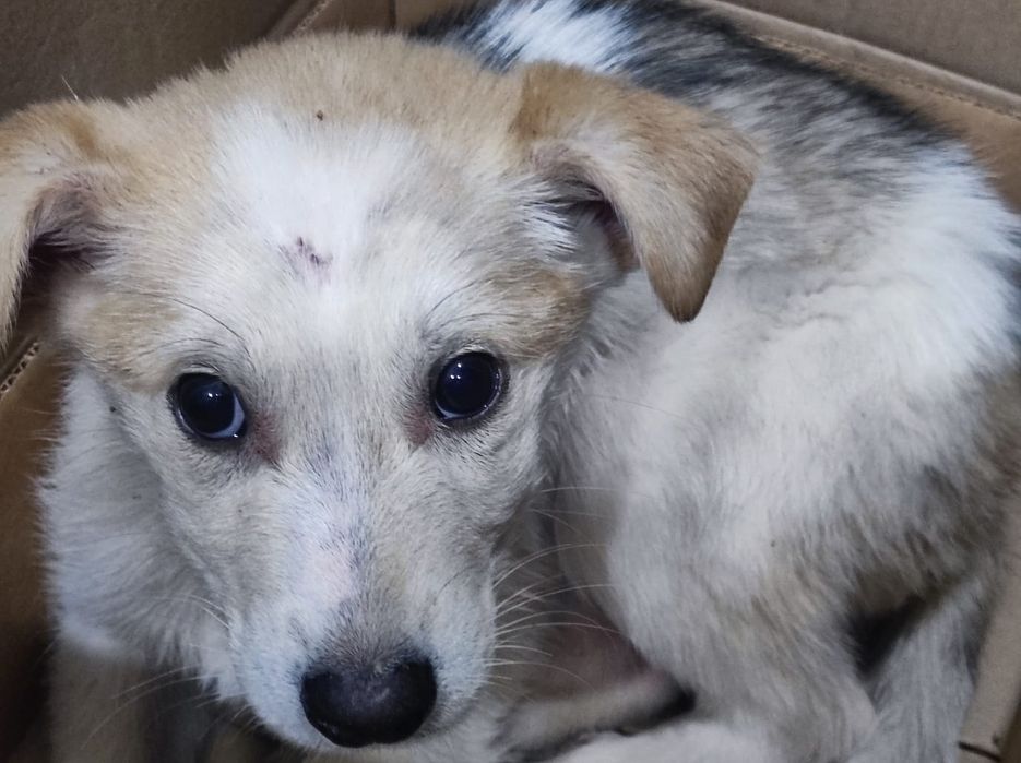 Отдам щенят в хорошие руки