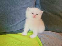 Scotish straight pedigree