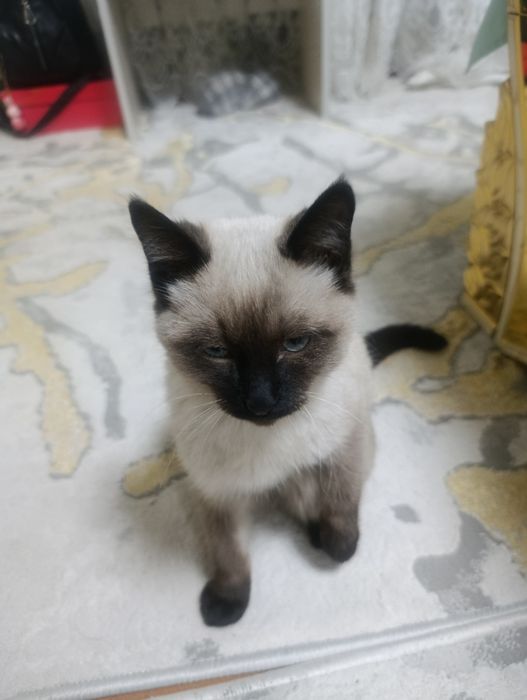 сиямиски кощки красивая