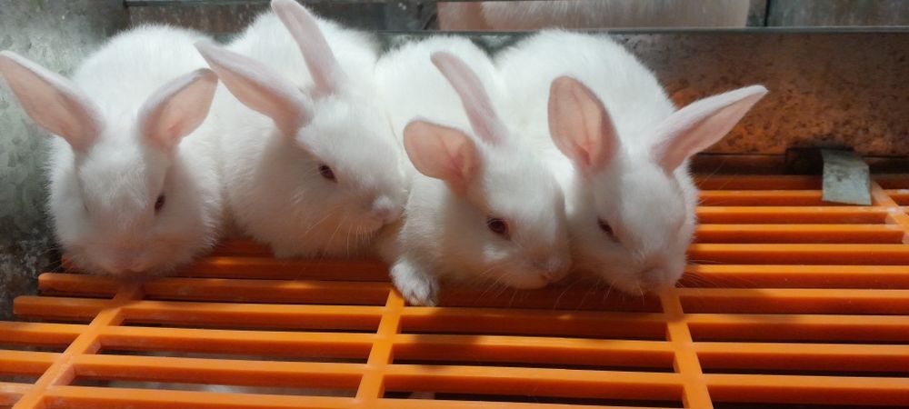 Хикол куён болалари  кони тоза