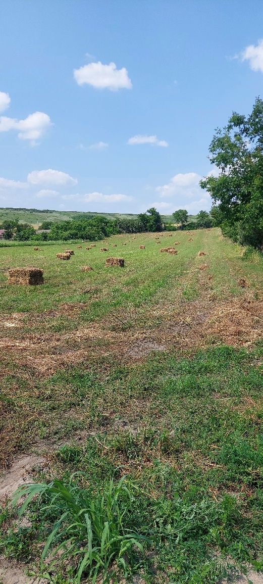 Baloti Mazare pastai 130 buc