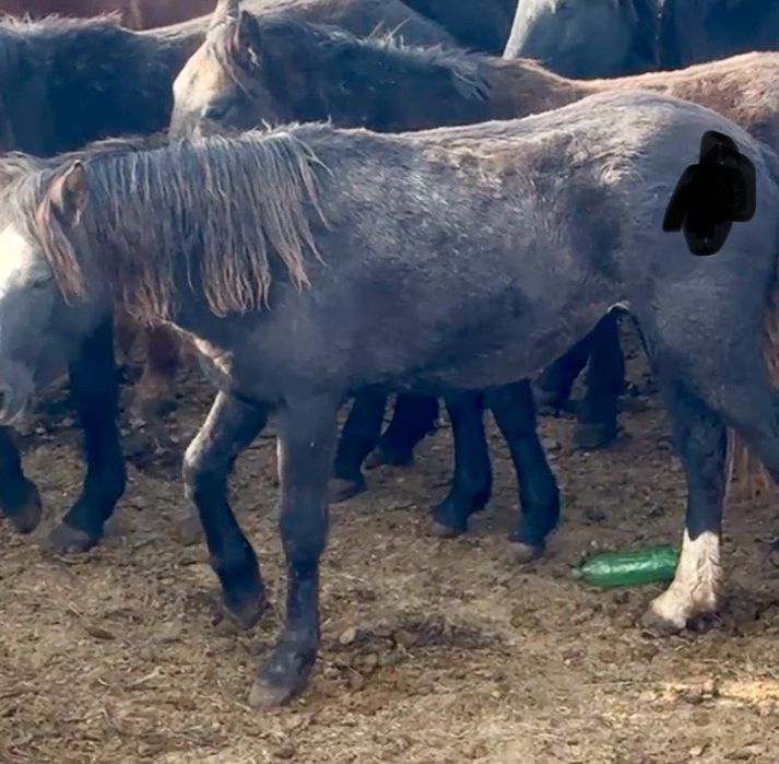 Соғымға Семіз еркек жабагылар сатамын