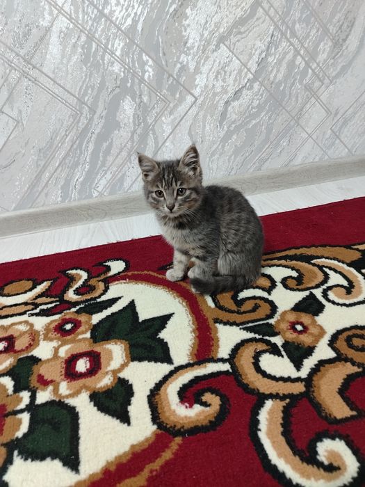 Yaxshi qaraydiganga mushuk bolasi beriladi