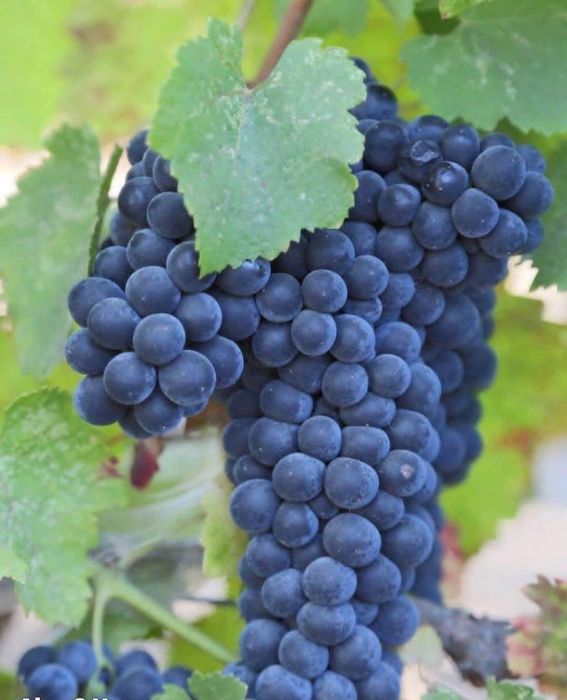 Vând struguri de Vin