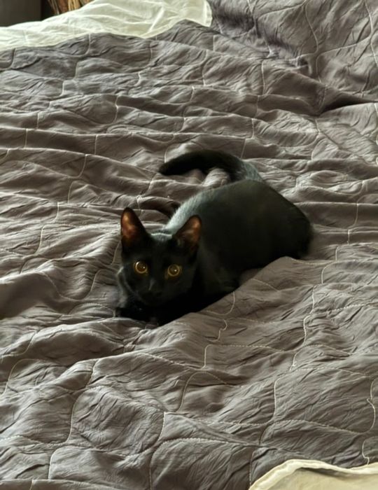 Коте черно (пума)