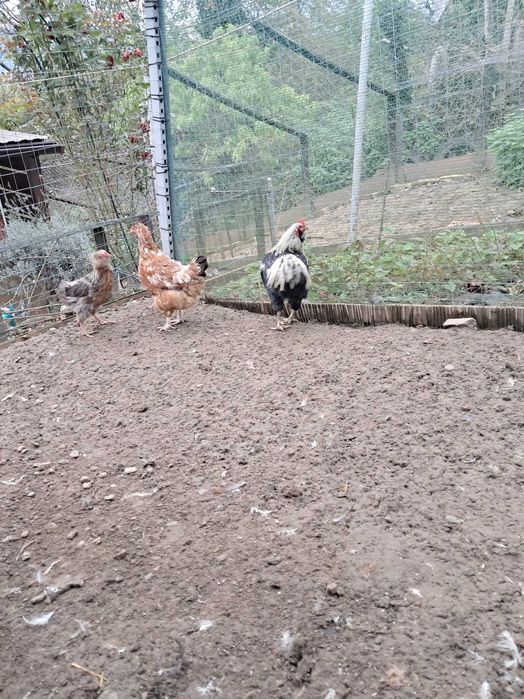 Cocoș Araucana 2024