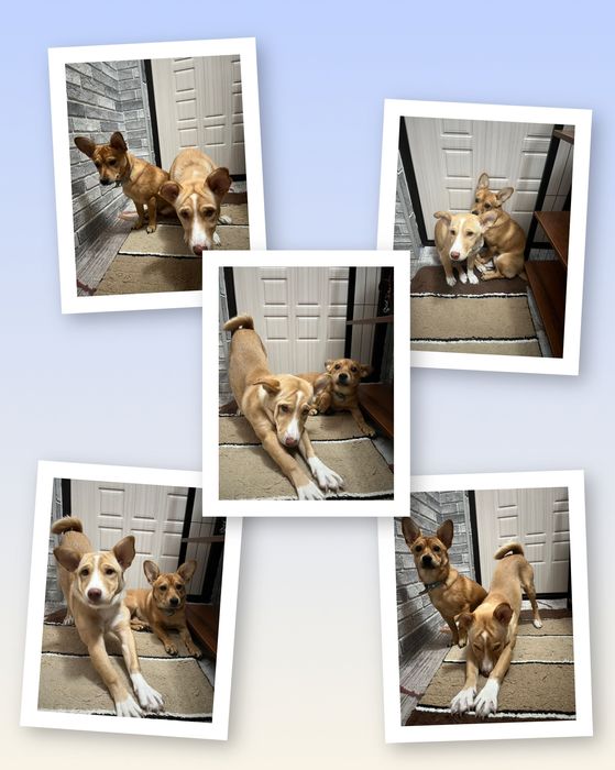 Срочно! Отдам щенков в заботливые руки