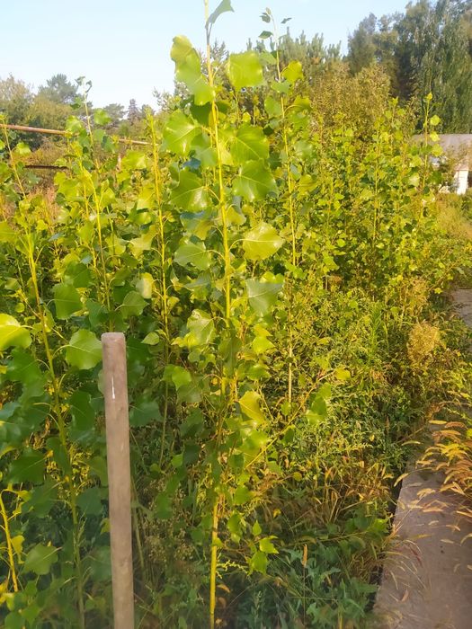 Продам местные морозостойкие саженцы