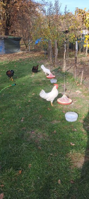 Vând cocosi Leghorn