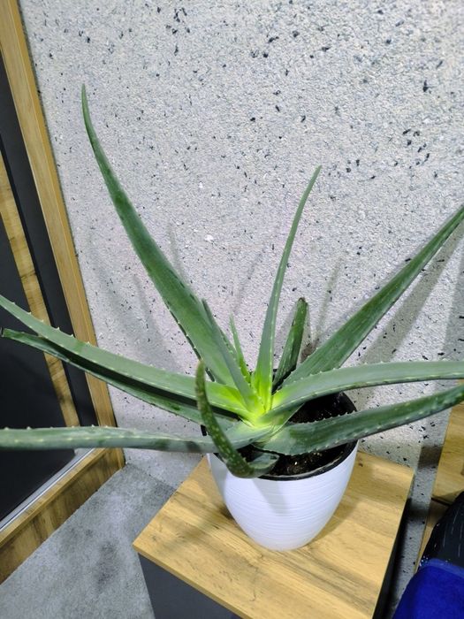 Продам Алоэ вера