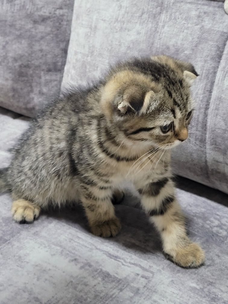 Scottish fold soglom
