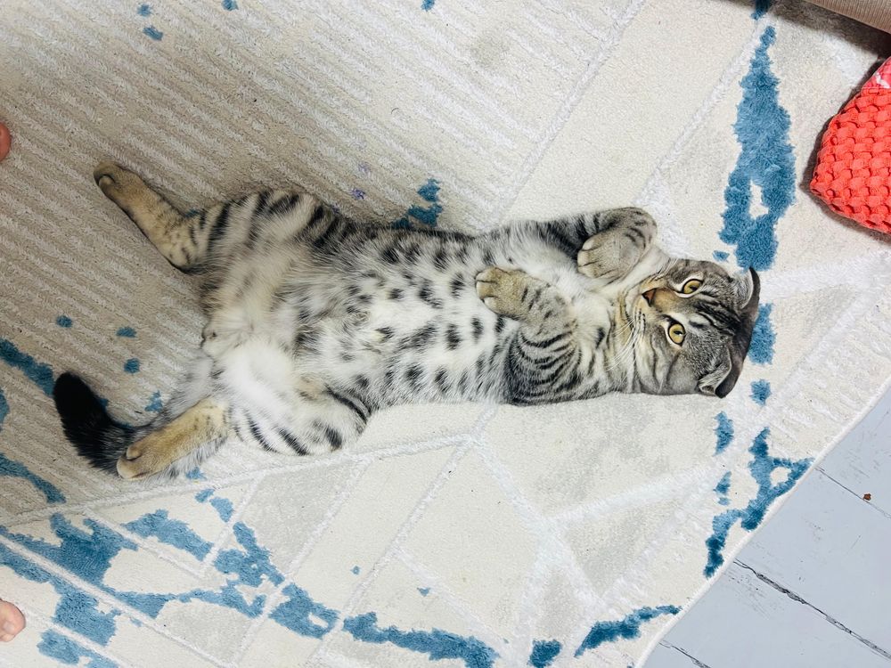 Продается кот по имени Флоу