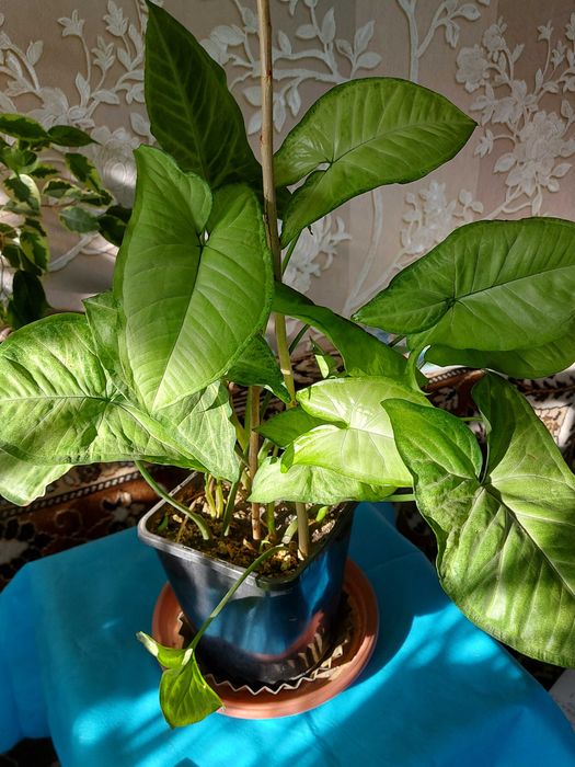 Сингониумы  сцендаптус   циперус и др.