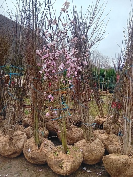 Magnolie soulangeana și grandiflora
