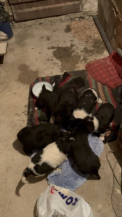 Бебета каракачанки - изоставени, търся им дом