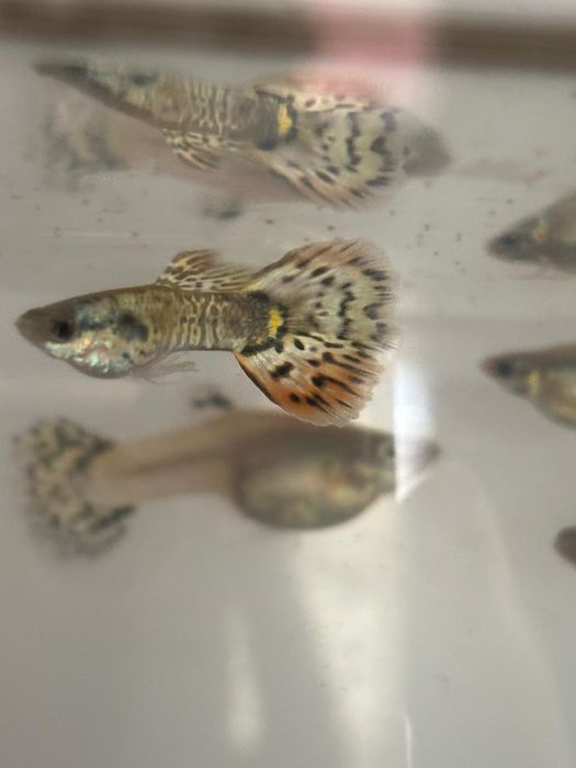 Рыбки гуппи аквариумные