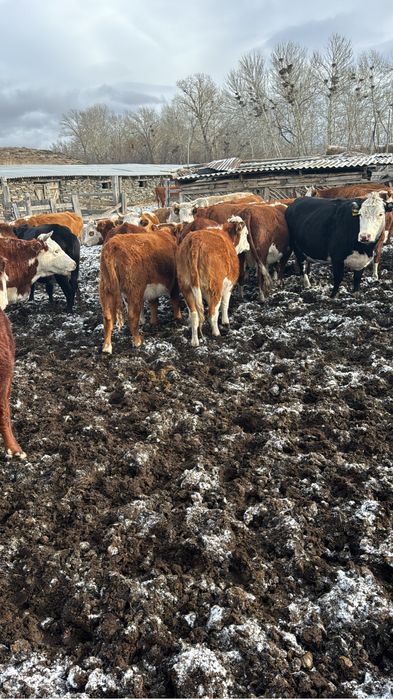 Соғым ұрғашы тайынша, құнажындар бар