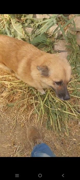 Собака даром в добрые руки