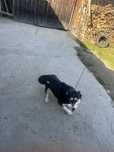 Donez Caine Husky