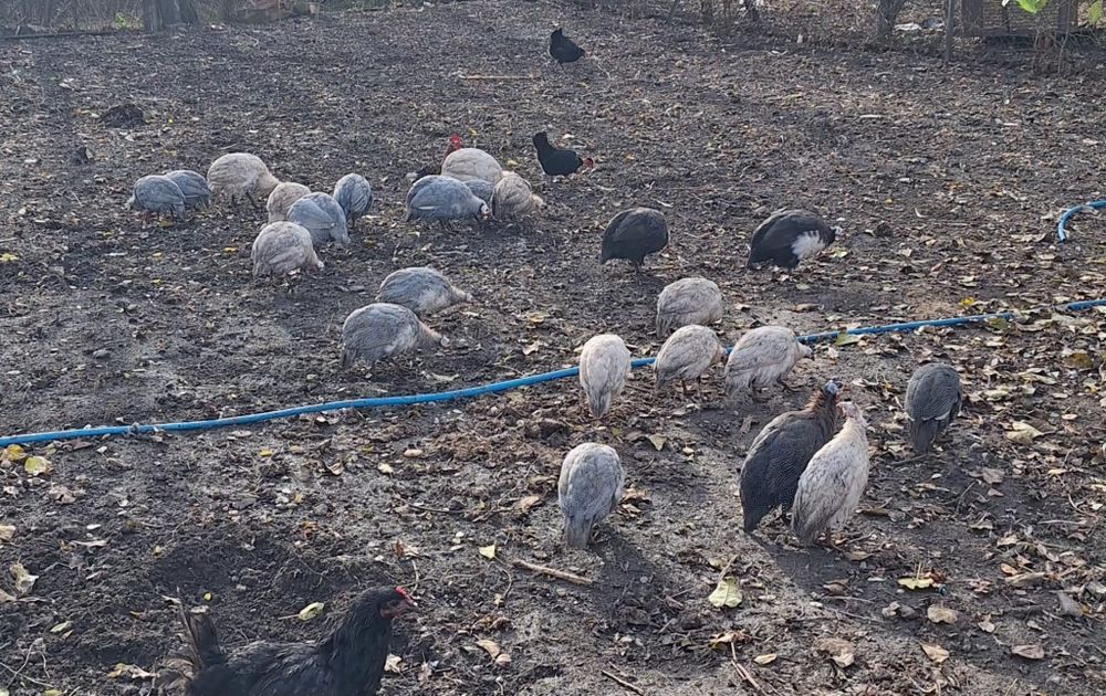 Vând bibilici de anu ăsta