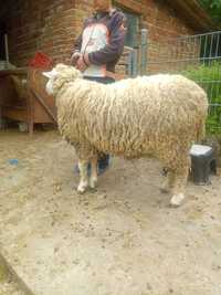 Продавам женско шиле ил дьо Франс овца
