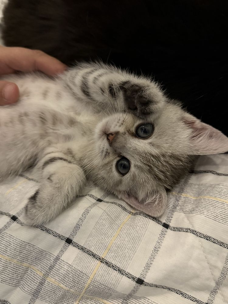 Котята 2 месяца шиншалла