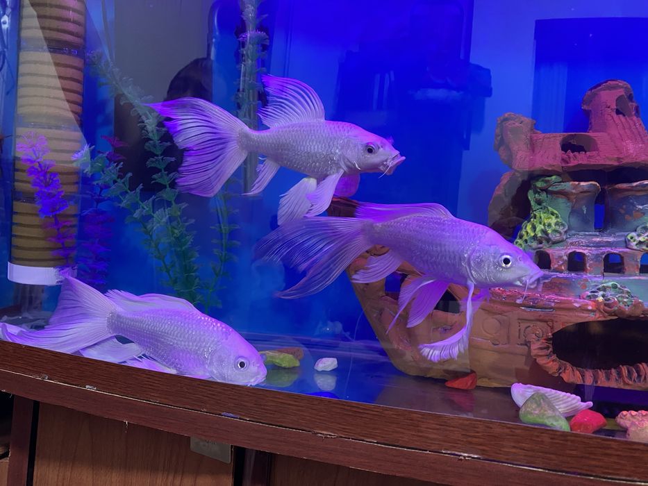 Baliqlar sotiladi 300 mindan