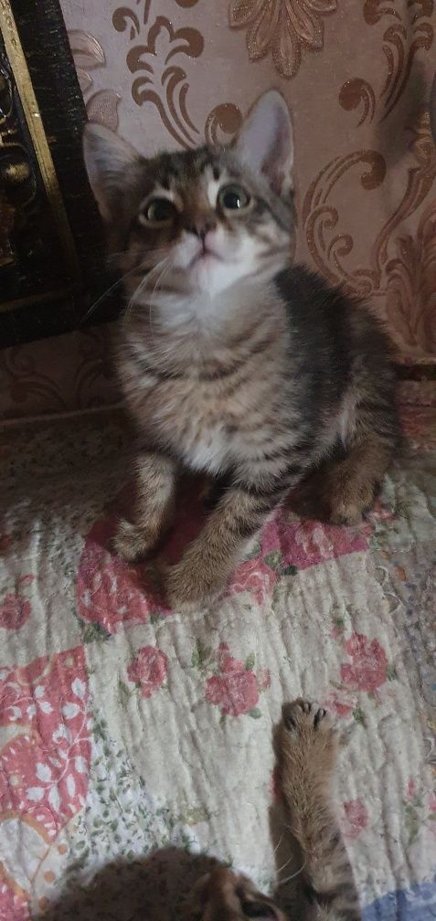 Котята мальчики 3 мес