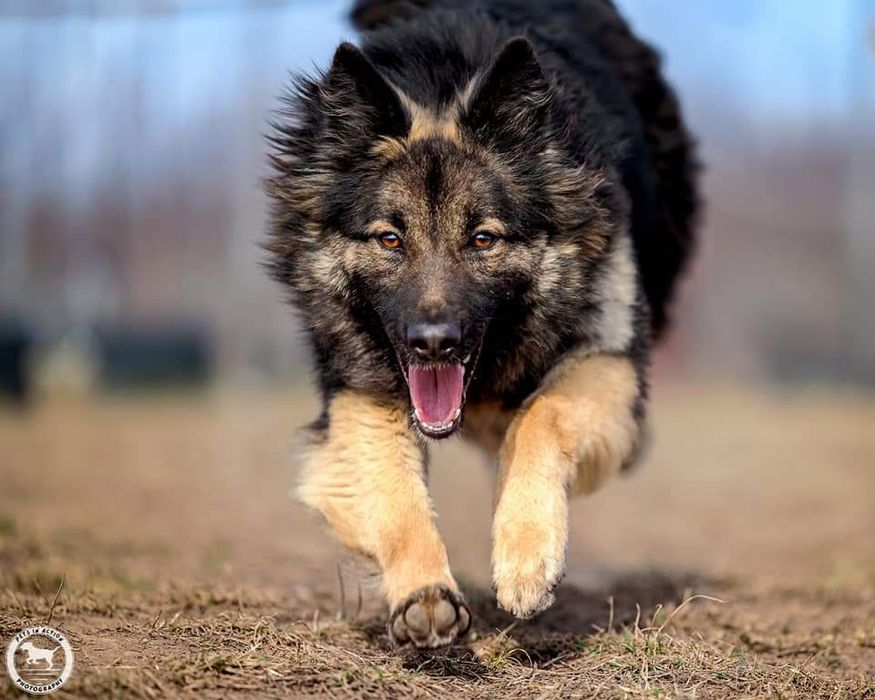 Instructor dersaj canin