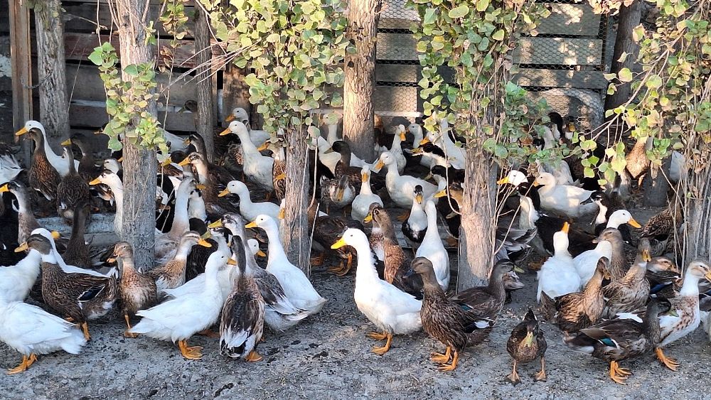 Урдак сирошни сотилади олайдиганларга арзон оптим нархларда