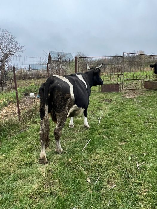 Vând vaci și viței