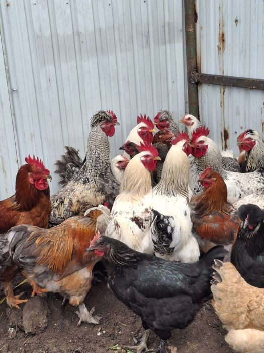 Cocoșii  tineri de ținut