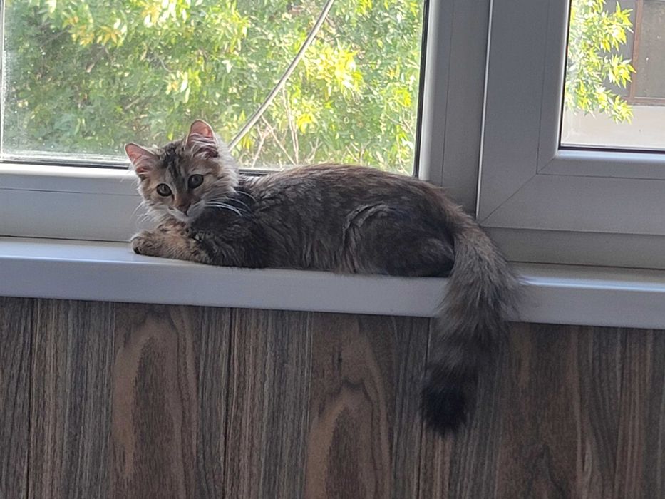 Котенок, девочка