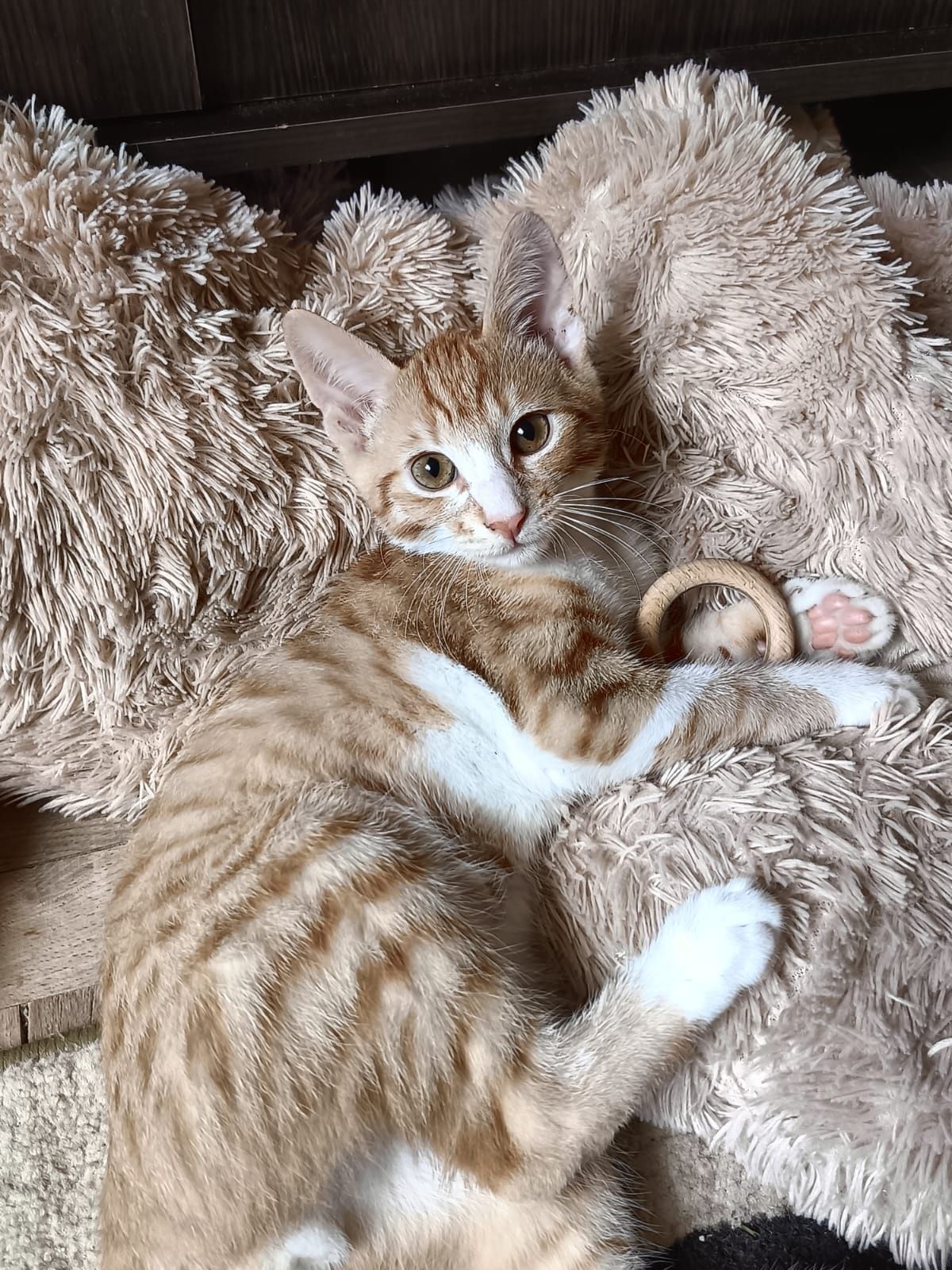 2 pisici spre adoptie!