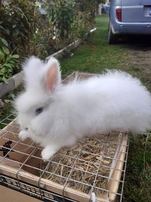 Vănd iepuride rasă masculi