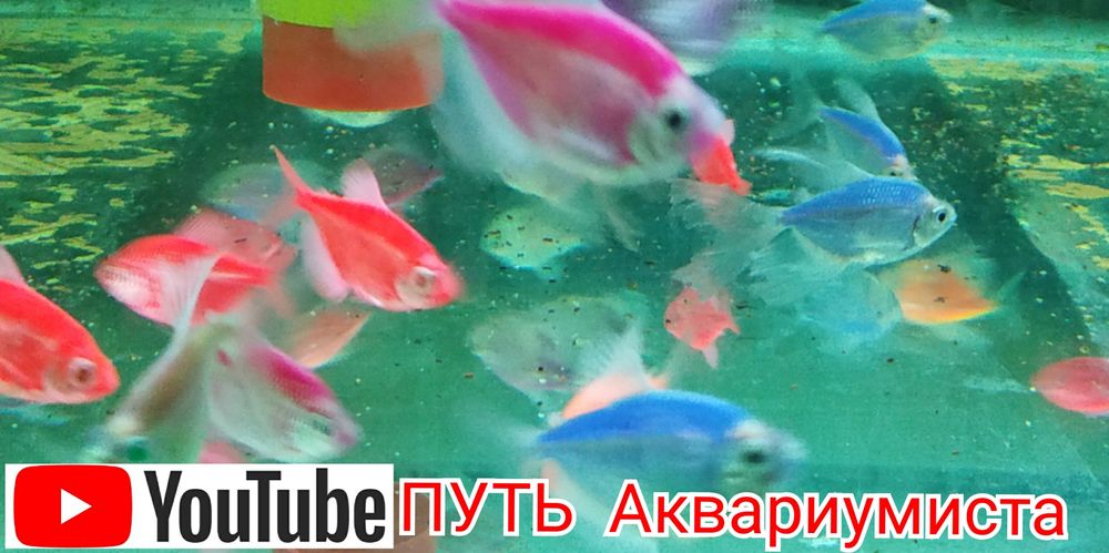 Коридорас Джулии, сомики