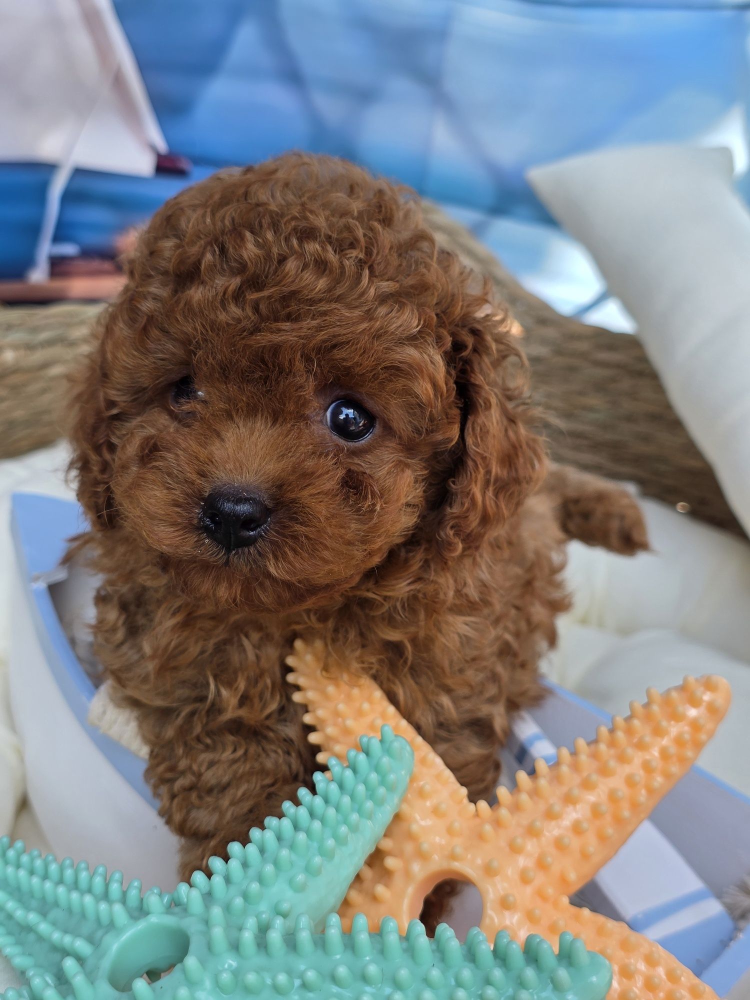 Пудел Той/ Poodle toy с Документация за произход