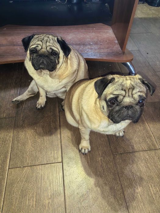 Отдам даром двух мопсов, девочку и мальчика