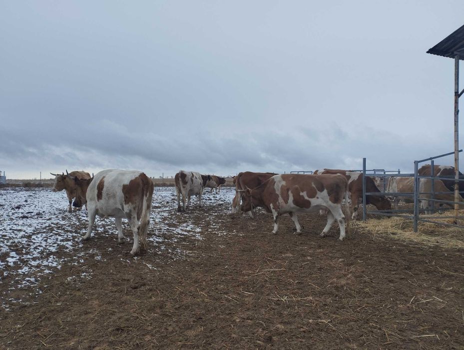 Двойные коровы. Симменталы, алатауские.