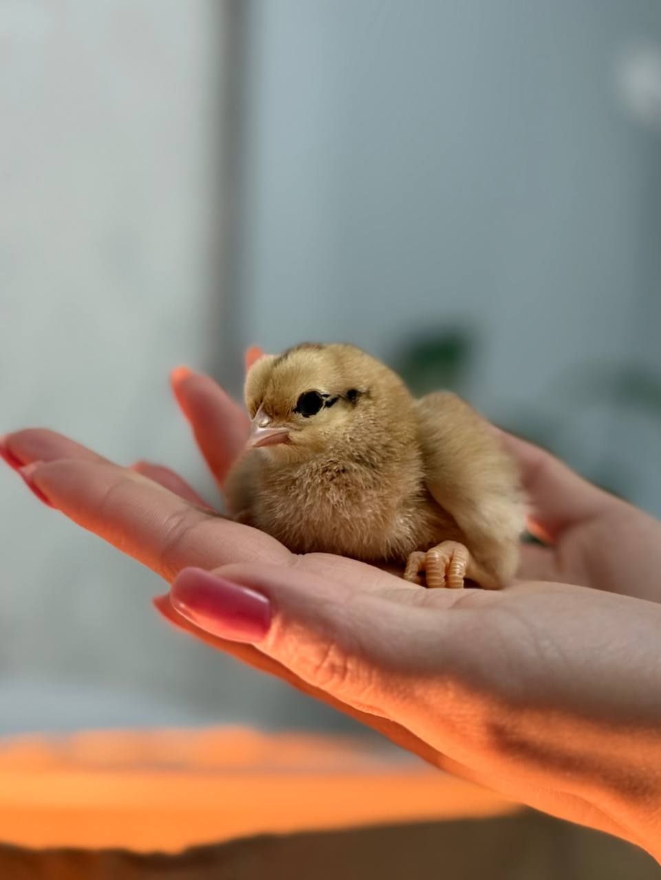 Хан хяп (корея) цыплята,  инкубационное  яйцо