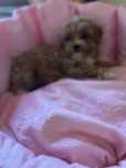 Fetita Maltipoo red