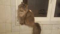 pisica persana in varsta de 8 luni jumatate,foarte iubitoare