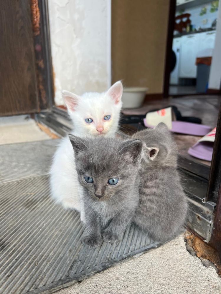 Котята ищут дом.