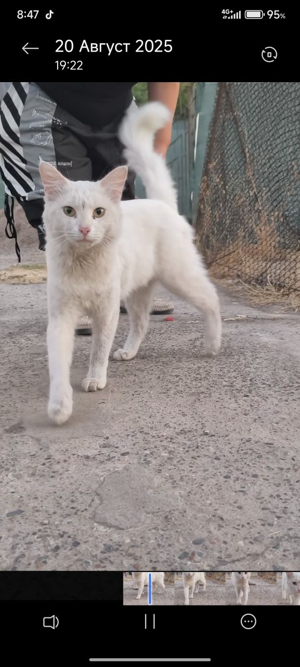 Котик в добрые руки