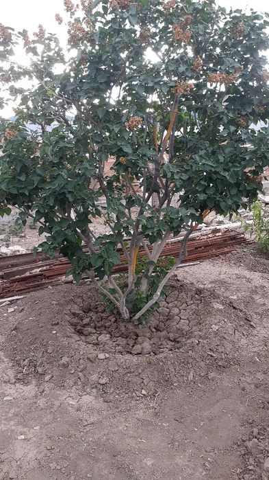 Саженцы местные акжарда  осип тур