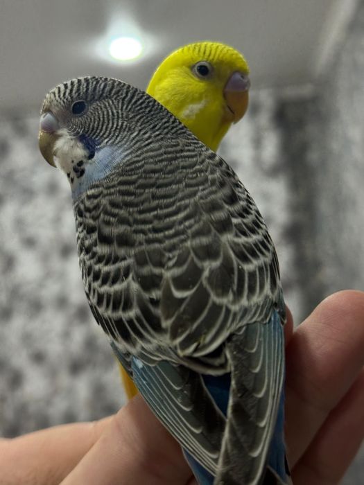 Пара Волнистых попугаев