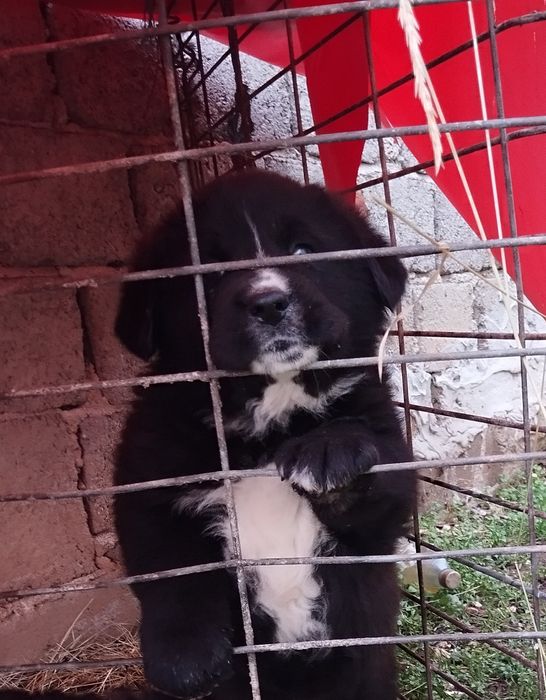 Mascul de Ciobanesc corb cu pedigree tip A