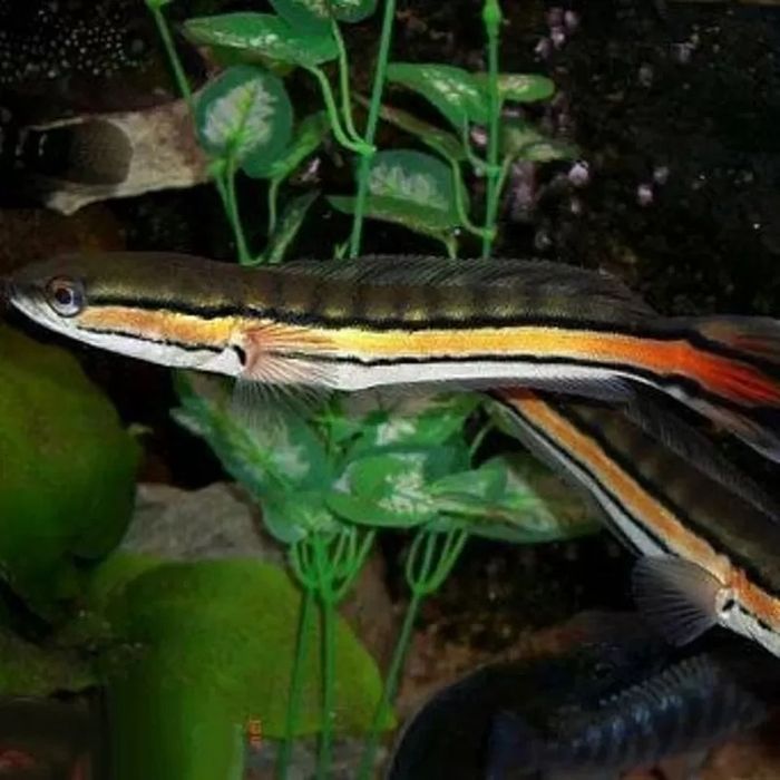 Продам  - змееголов красный